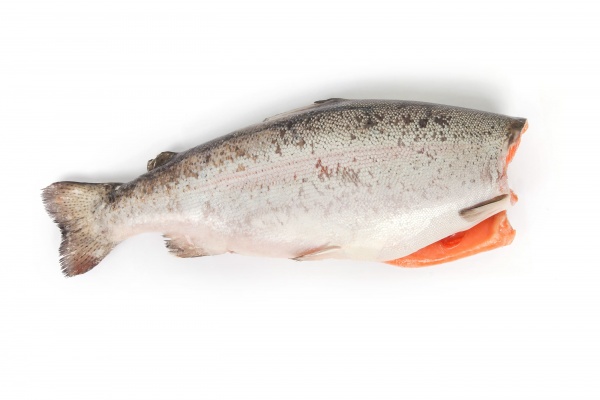Чем полезна семга: что за рыба, полезные свойства, калорийность?