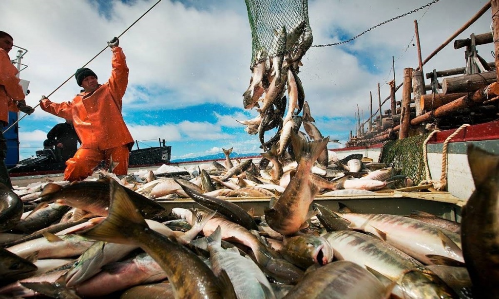 увеличение стоимости лососевых